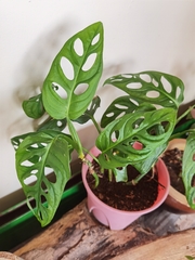 Araceae