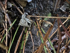 Cyrtomium caryotideum