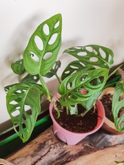 Araceae