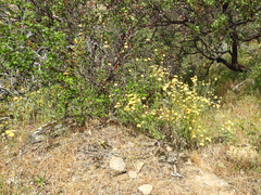 Eriophyllum lanatum achilleoides