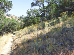 Eriophyllum lanatum achilleoides