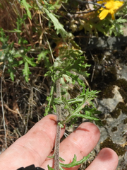 Eriophyllum lanatum achilleoides