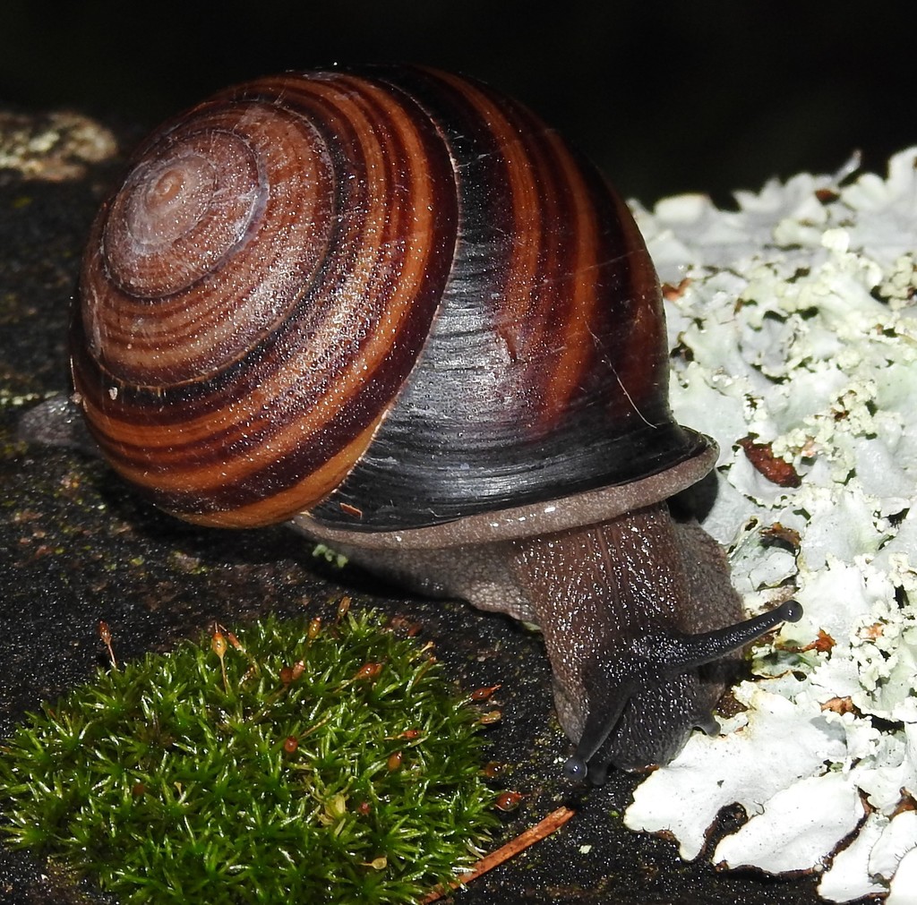 Fraser's Banded Snail