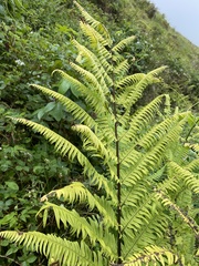 Pteris excelsa