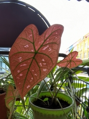 Caladium