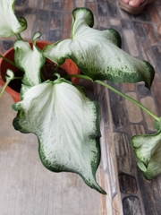Araceae