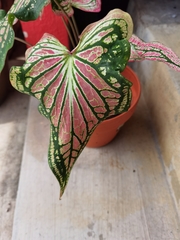Caladium