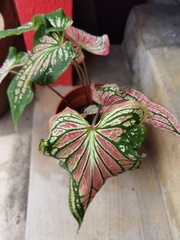 Caladium