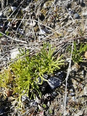 Diphasiastrum complanatum