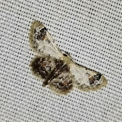 Idaea asceta