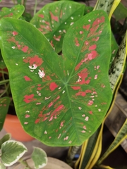 Caladium