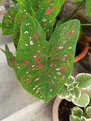 Caladium