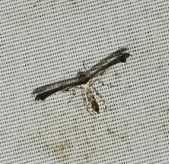 Michaelophorus indentatus