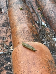 Geomalacus maculosus