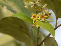Grewia tiliifolia