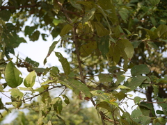 Grewia tiliifolia