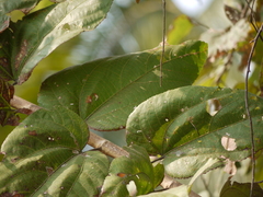 Grewia tiliifolia