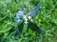 Spermacoce ocymoides