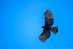 Spizaetus tyrannus