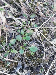 Leucanthemum ircutianum