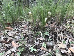 Pterostylis ophioglossa