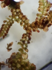 Frullania rostrata