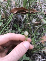 Pterostylis ophioglossa