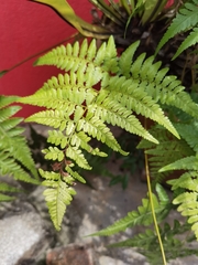 Polypodiopsida