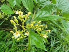 Premna microphylla