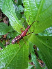 Baryrhynchus poweri