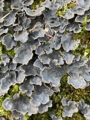 Lobaria hallii
