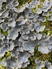 Lobaria hallii
