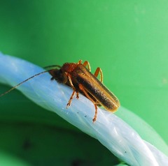 Cantharis soeulensis