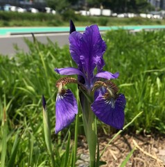 Iris sanguinea
