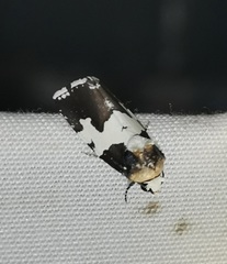 Bryolymnia marginata