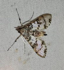 Azochis rufidiscalis