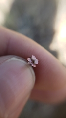 Collinsia sparsiflora collina