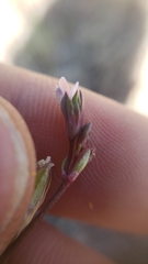 Collinsia sparsiflora collina