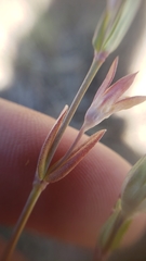 Collinsia sparsiflora collina
