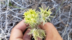 Castilleja pilosa