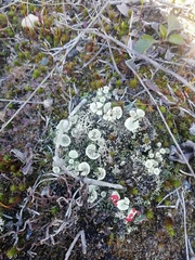 Cladonia
