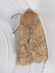 Orthosia cruda