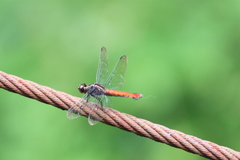 Libellula herculea