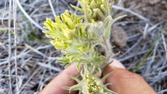 Castilleja pilosa