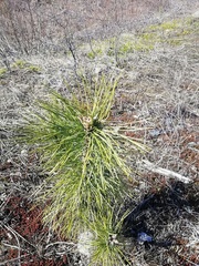 Pinus sibirica