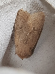 Orthosia cruda