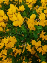 Cytisophyllum sessilifolium