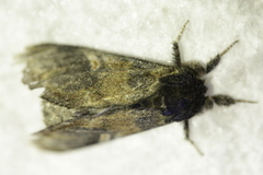 Notodonta tritophus