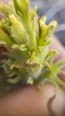Castilleja pilosa