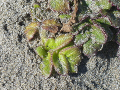 Glehnia littoralis